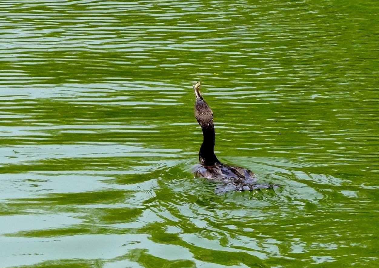 Especies marinas emigran por altas temperaturas en la zona
