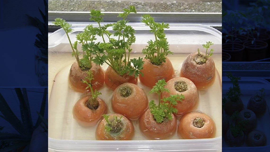 ¡En tiempos de coronavirus! Cultiva en casa tus propias frutas y verduras 