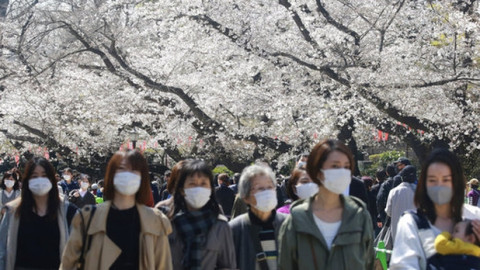 Florecimiento adelantado de ‘sakuras’ en Japón da señales de cambio climático