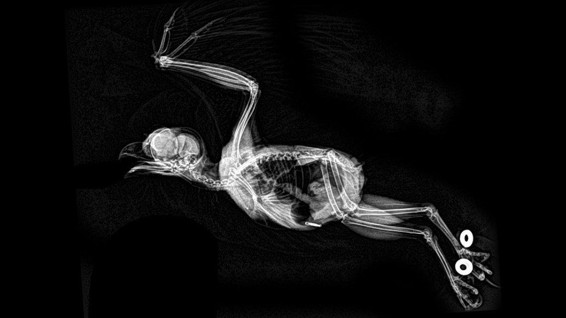 Estas radiografías te dejarán helado