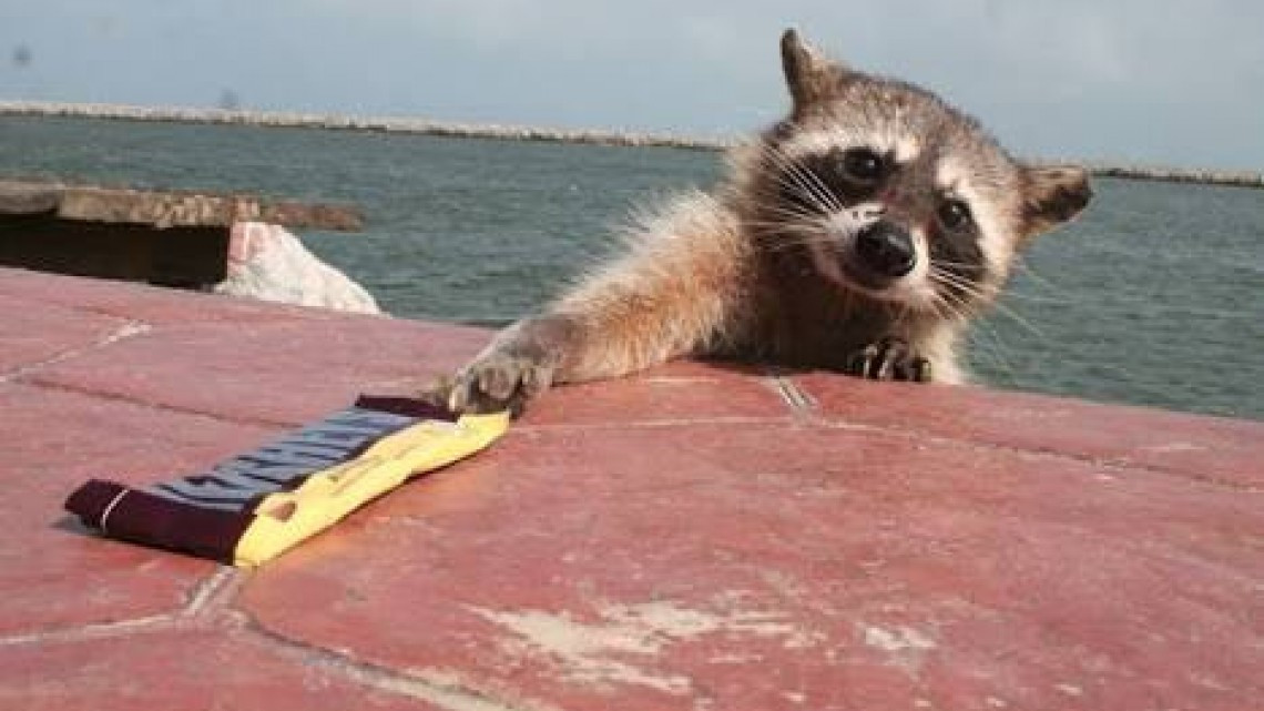 Esterilizarán a más de cien mapaches hembras en Miramar
