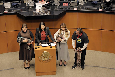 Senado aprueba reforma de cuidado animal: pasa a estados