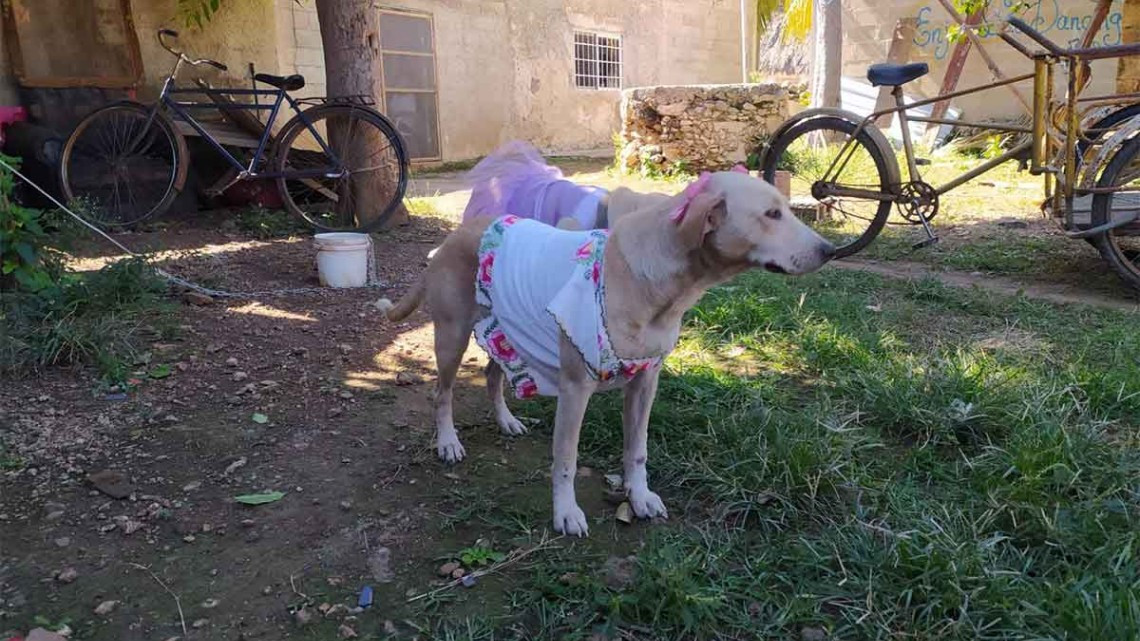 Ella es ‘Polita’, la perrita yucateca que ha causado sensación