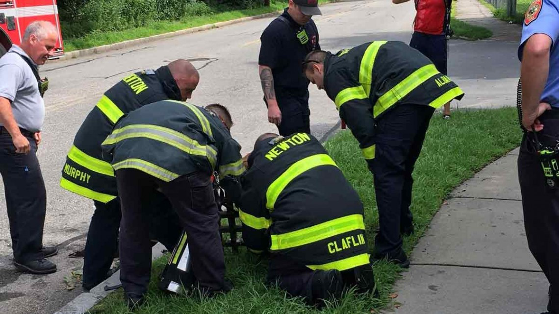 ¡Enhorabuena! Rescantan a mapache que quedó atrapado en coladera