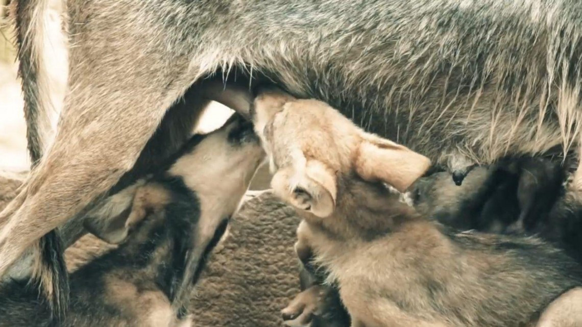 Nacen 6 hembras de lobo gris mexicano en Tamatan; especie en peligro de extinción