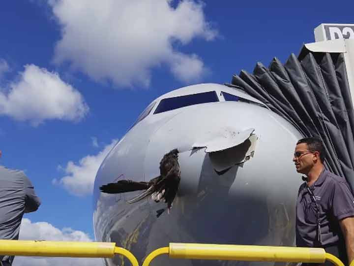 Ave impacta con avión en pleno vuelo