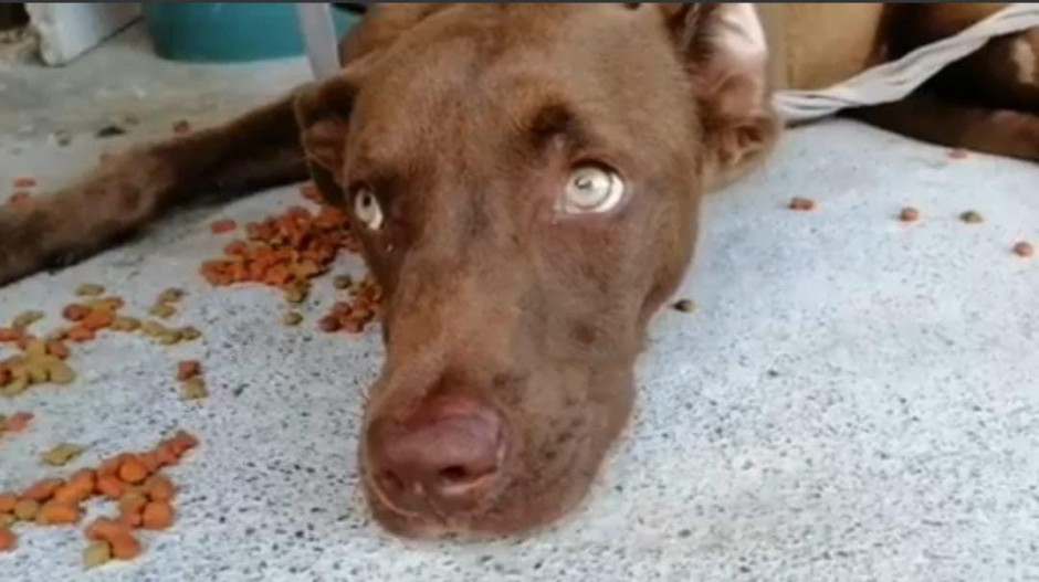 Sigue investigación contra chófer que arrolló a mascota 