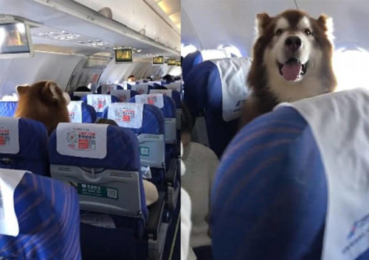 Perro durante vuelo y se hace viral