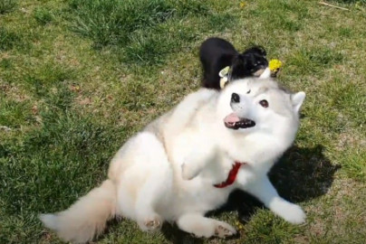 Husky Siberiano bajó de peso ¡usando flores! 