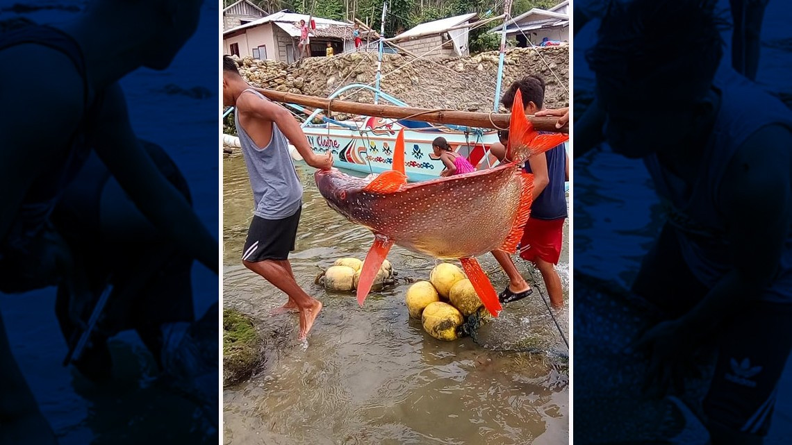 Atrapan un pez del 'tamaño de un hombre'