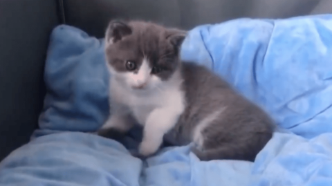 Conoce a Garlic, el primer gato clonado de China