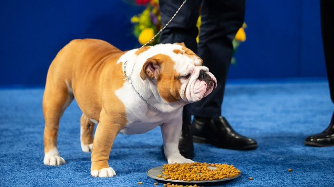 Conoce al adorable cachorro que ganó el National Dog Show 2019