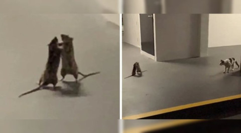 Captan violenta pelea entre dos ratas frente a un gato