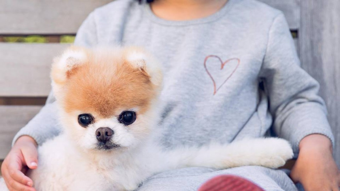 Adiós hermoso Boo, muere el perro más lindo del mundo