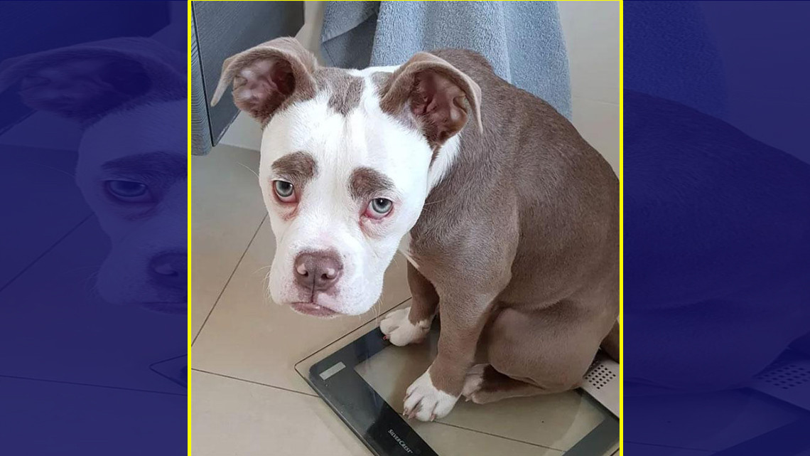 La perrita más "triste" de Internet