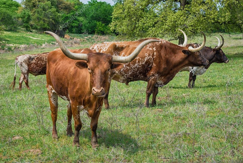 Condados de Texas reportan presencia de ántrax en animales