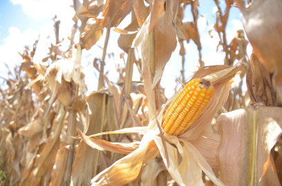  Ponen a disposición de los productores de maíz el Programa de Precios de Garantía