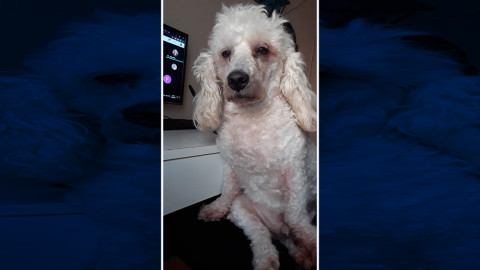 Perrito se desvela por acompañar a su dueña a terminar la tarea