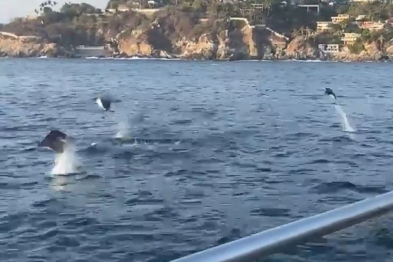Mantarrayas sorprenden a turistas con saltos fuera del agua
