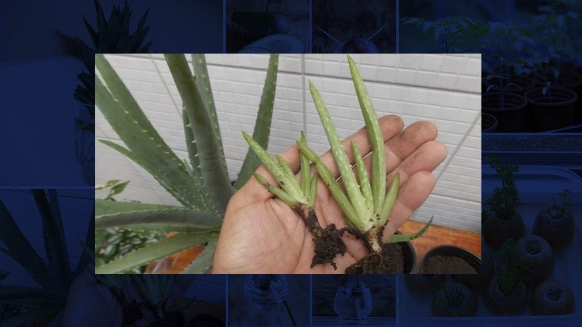 ¡En tiempos de coronavirus! Cultiva en casa tus propias frutas y verduras 