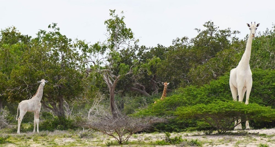 Son cazadas en Kenia las únicas especies de jirafas blancas