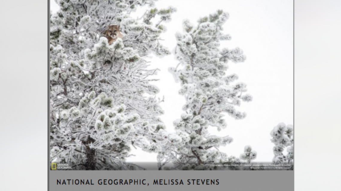 Conoce a los ganadores del NatGeo Nature 2017