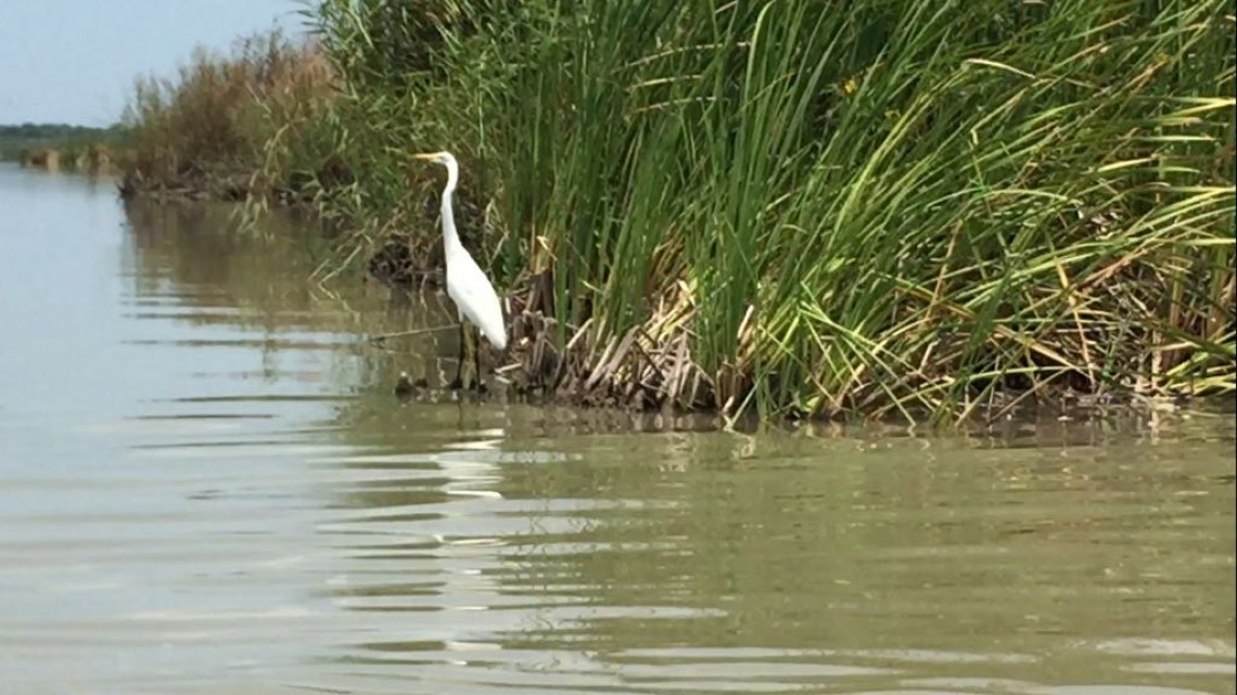 Necesario proyecto de dragado en laguna de Champayán