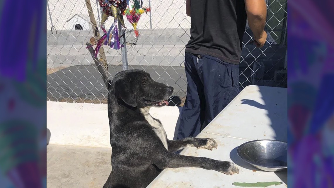 Ofrecen posada para perritos callejeros en Matamoros