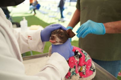 Llega brigada de salud veterinaria a Lomas del Río