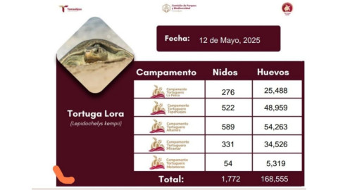 Incrementa Tamaulipas resguardo de huevos de tortuga lora en un 20%