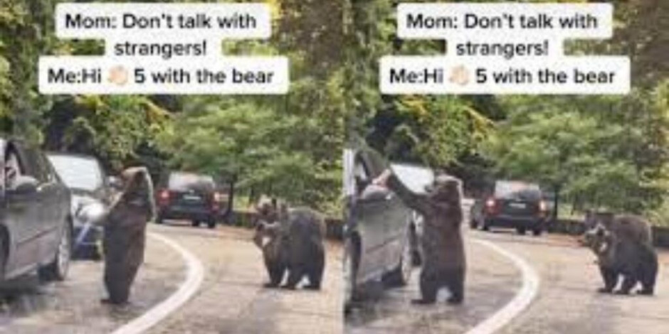 Oso ‘choca los cinco’ con un conductor