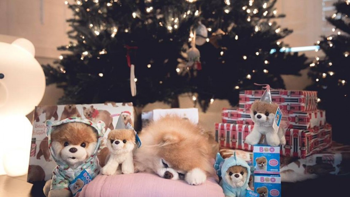 Adiós hermoso Boo, muere el perro más lindo del mundo