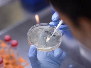 Australia probará vacuna de tuberculosis para combatir coronavirus