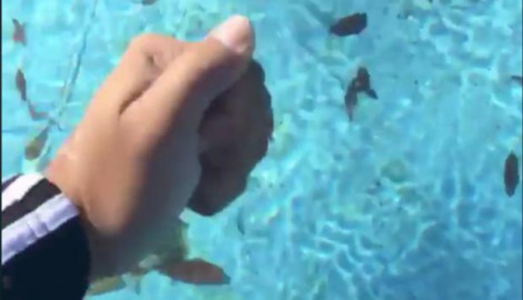 Alberca se congela por ola de frío en Florida