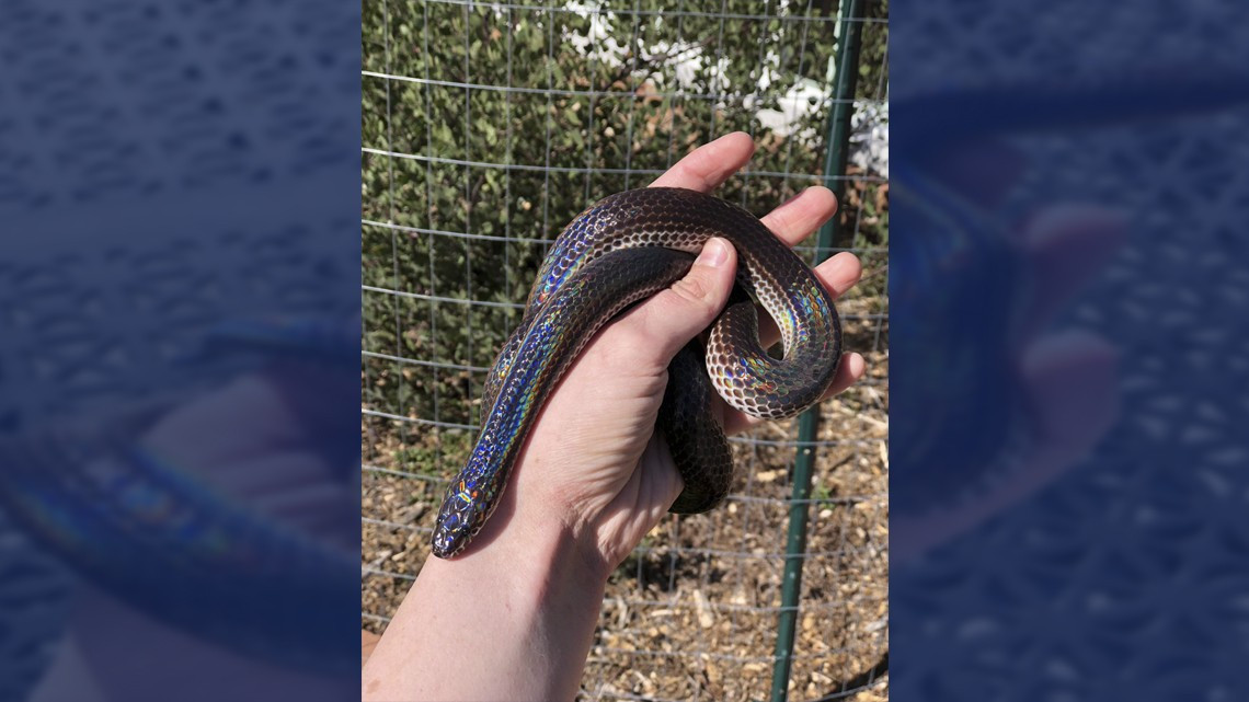 La cobra más bonita que verás hoy