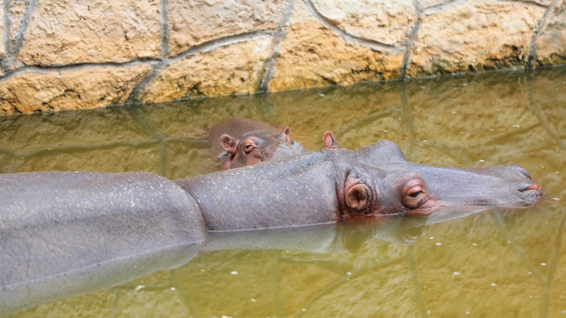 Mantienen buena salud cachorros de león, hipopótamo y llama nacidos en el zoológico de la ciudad