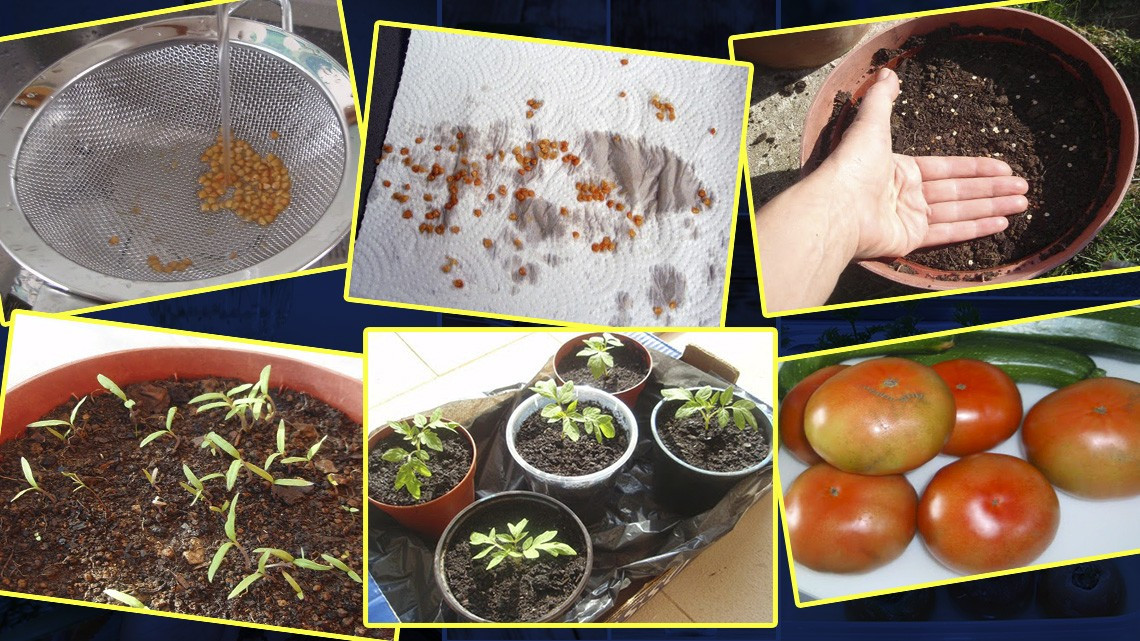 ¡En tiempos de coronavirus! Cultiva en casa tus propias frutas y verduras 