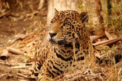 Contribuye Tamaulipas en la conservación del jaguar