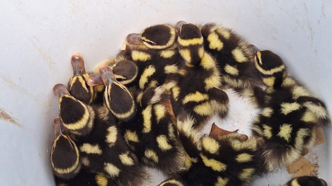 Rescatan patos de una alcantarilla