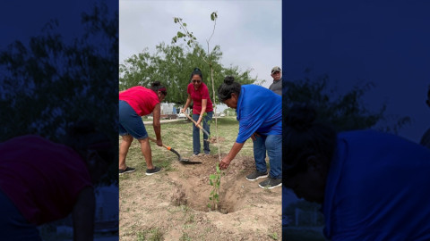 Reforestan y embellecen Plaza de San Valentín