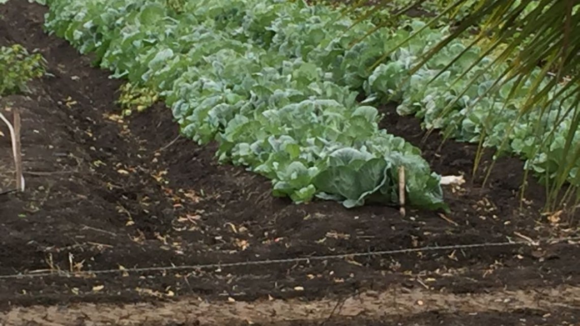 Productores agrícolas de Alemania interesados en hortalizas del Río Tamesí