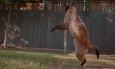 Si amas los gatos, ¡este video te encantará!