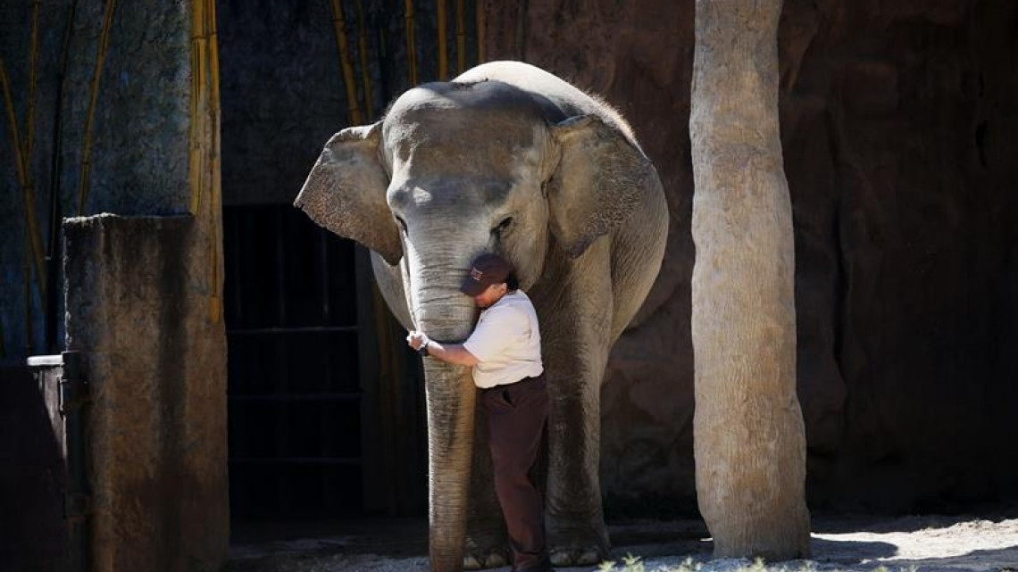 Elefanta festeja sus 57 años con pastel de 105 kg