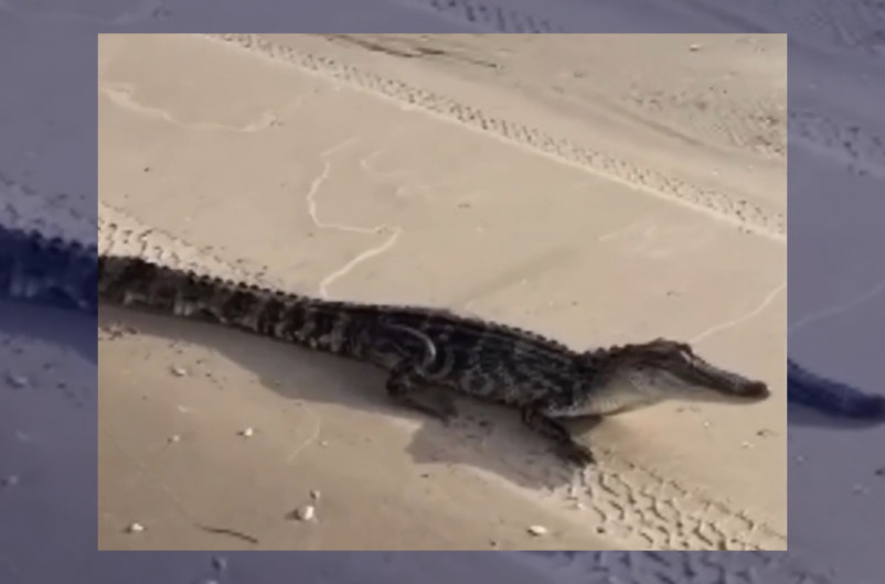 ¿Otro más? Aparece caimán en la Isla del Padre