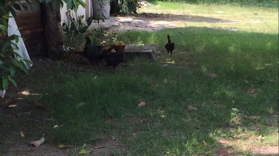 Avanza proyecto de reglamento de protección animal en Altamira