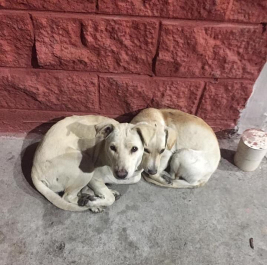 Piden proteger a mascotas del frío