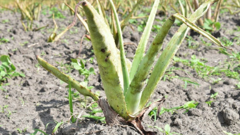 La actividad agrícola será el brazo fuerte de Tamaulipas