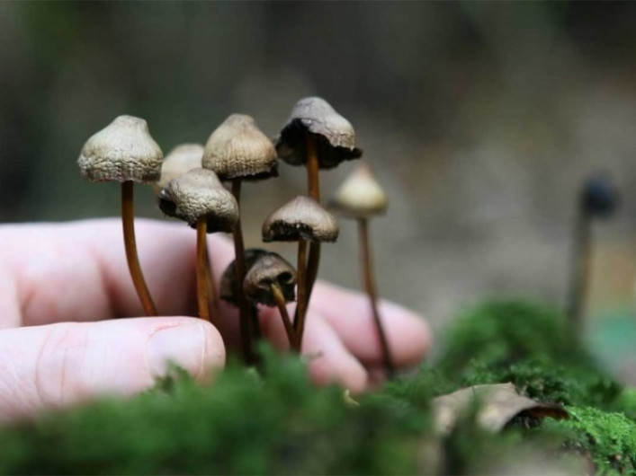 Hongos alucinógenos, buscan la legalización