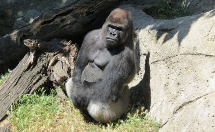 Gorila violenta a cuidadora en zoológico de Madrid