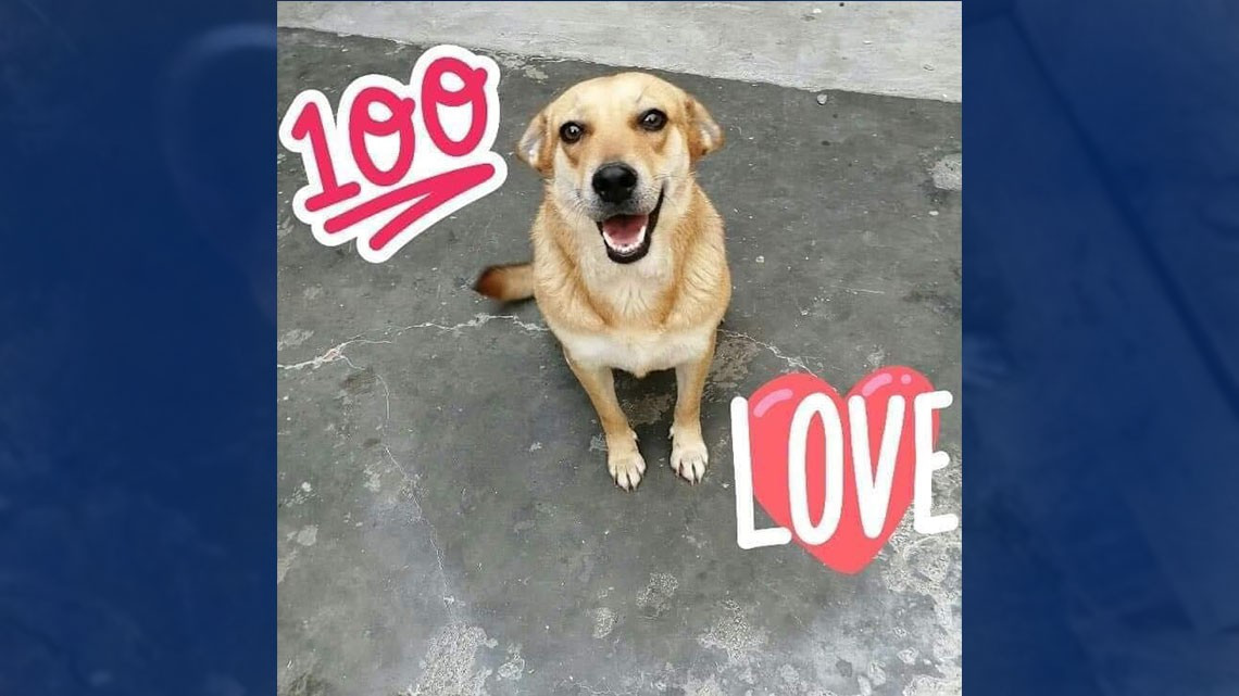 Refugios de animales frenan rescates, urgen adopciones